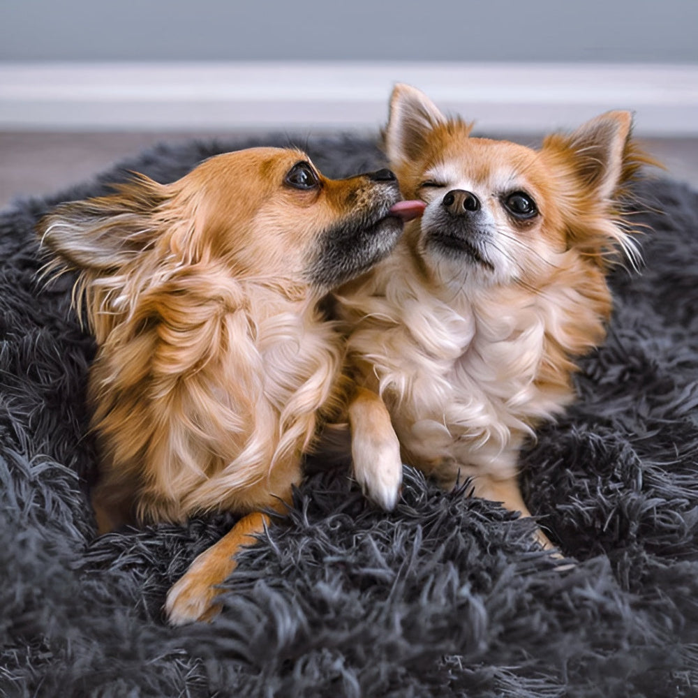 Paws Bed - Ultra Weiches und Bequemes Donut Cuddler Hundebett für Ihren Pelzigen Freund
