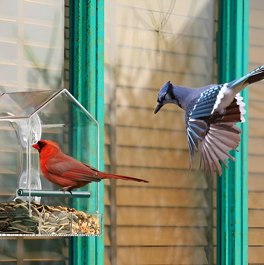 TrayHaven - Transparentes Fenster-Vogelfutterhaus mit Saugnapf-Stabilität