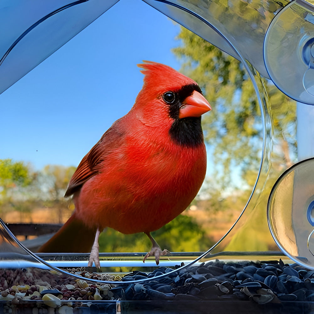 TrayHaven - Transparentes Fenster-Vogelfutterhaus mit Saugnapf-Stabilität