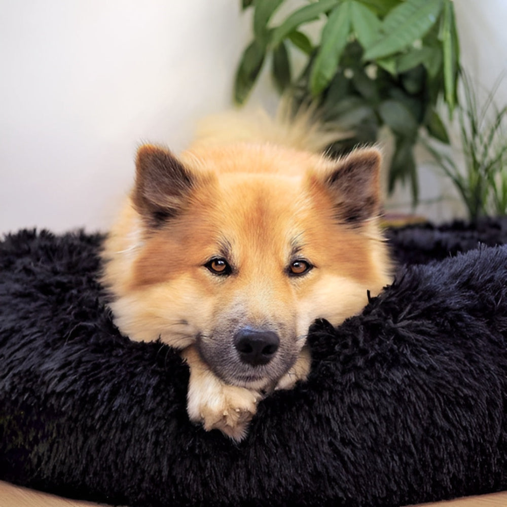 Paws Bed - Ultra Weiches und Bequemes Donut Cuddler Hundebett für Ihren Pelzigen Freund