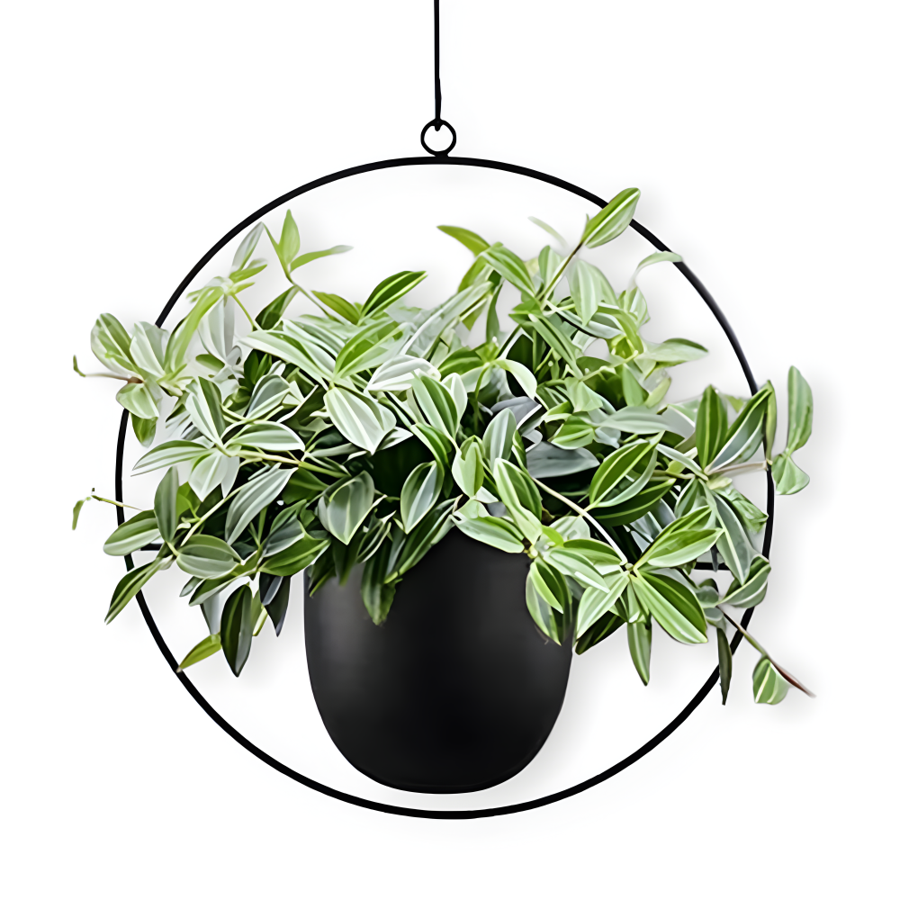 Stilvoller Minimalistischer Hängeblumentopf für moderne Wohnkultur